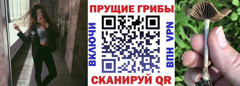 Купить закладки Бологое Галлюциногенные грибы прущие грибы